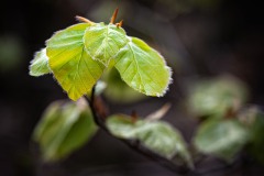 WM__D810455