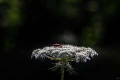 W__D850521