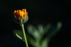 W__D850523